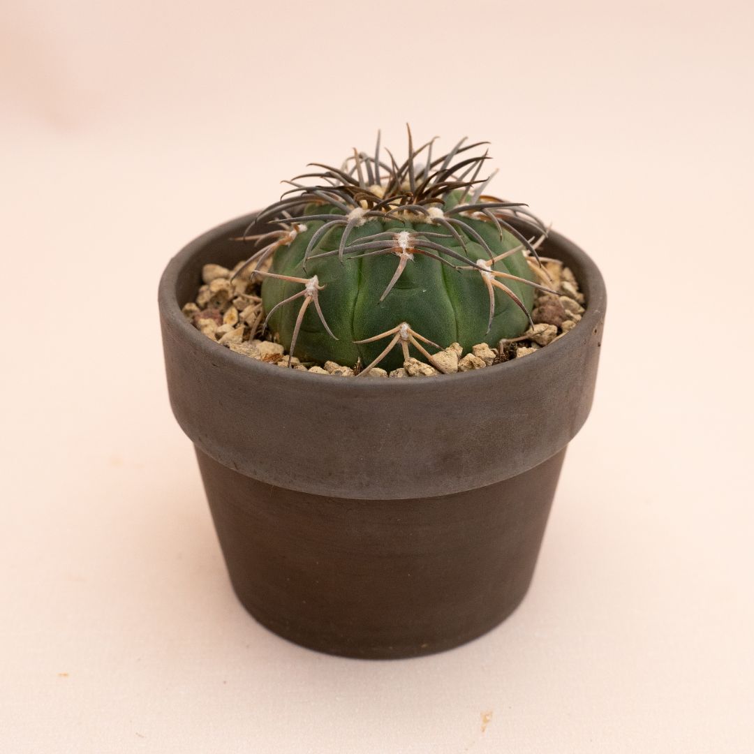 Gymnocalycium spegazzinii Ø 10 cm 839F