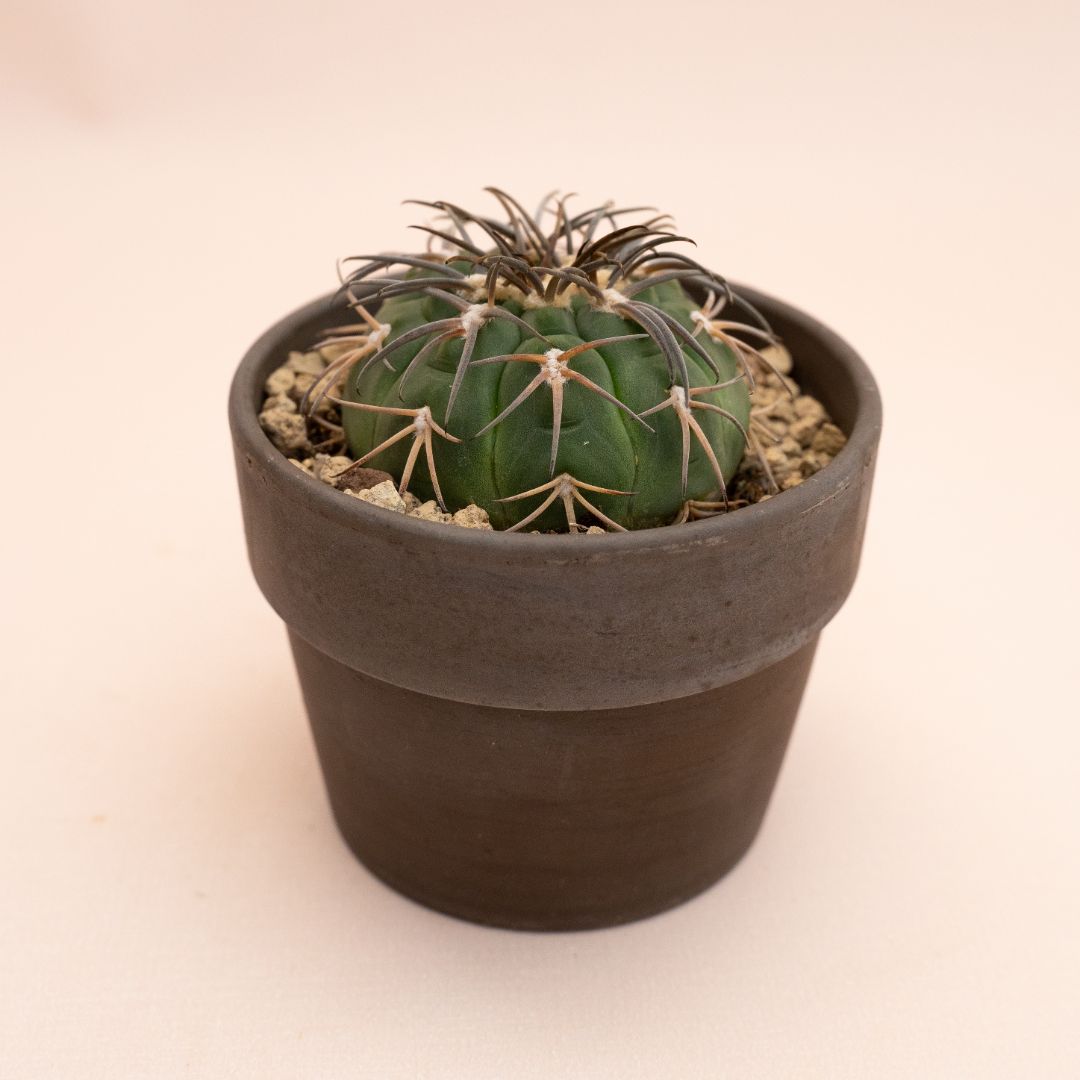 Gymnocalycium spegazzinii Ø 10 cm 839F