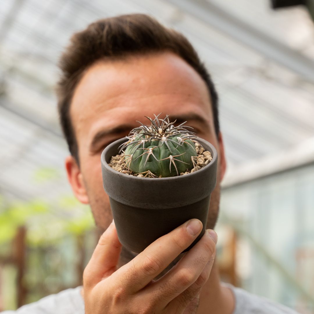 Gymnocalycium spegazzinii Ø 10 cm 839F