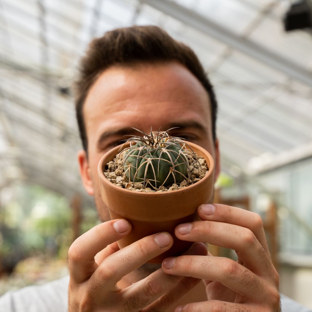 Gymnocalycium spegazzinii Ø 10 cm 840F