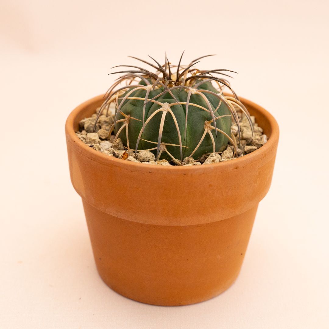 Gymnocalycium spegazzinii Ø 10 cm 840F