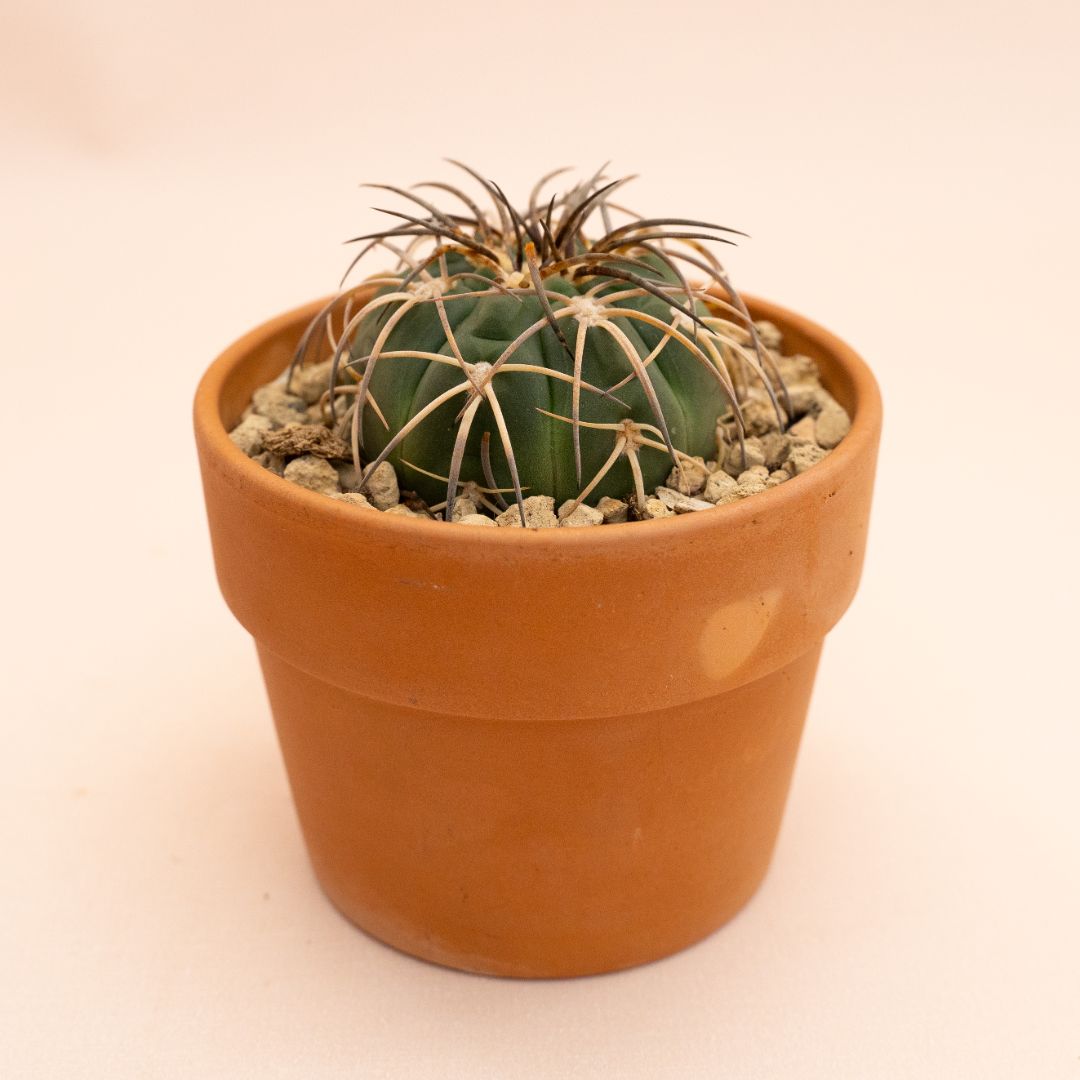 Gymnocalycium spegazzinii Ø 10 cm 840F