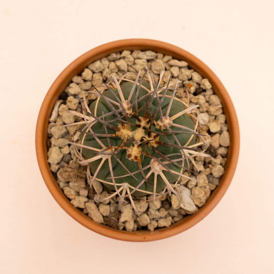 Gymnocalycium spegazzinii Ø 10 cm 840F