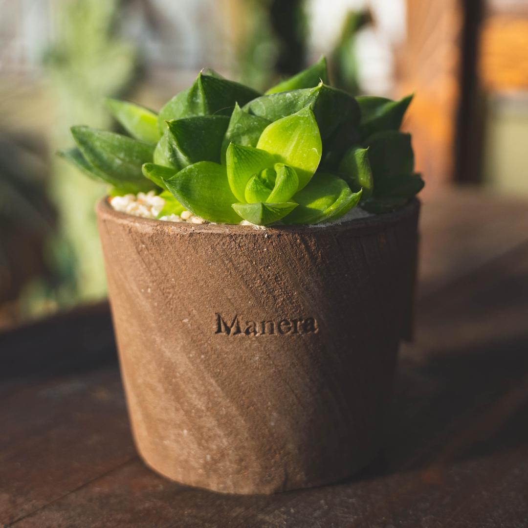 Haworthia cymbiformis - Linea Manera Choco