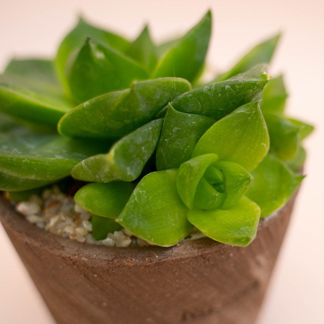 Haworthia cymbiformis - Linea Manera Choco