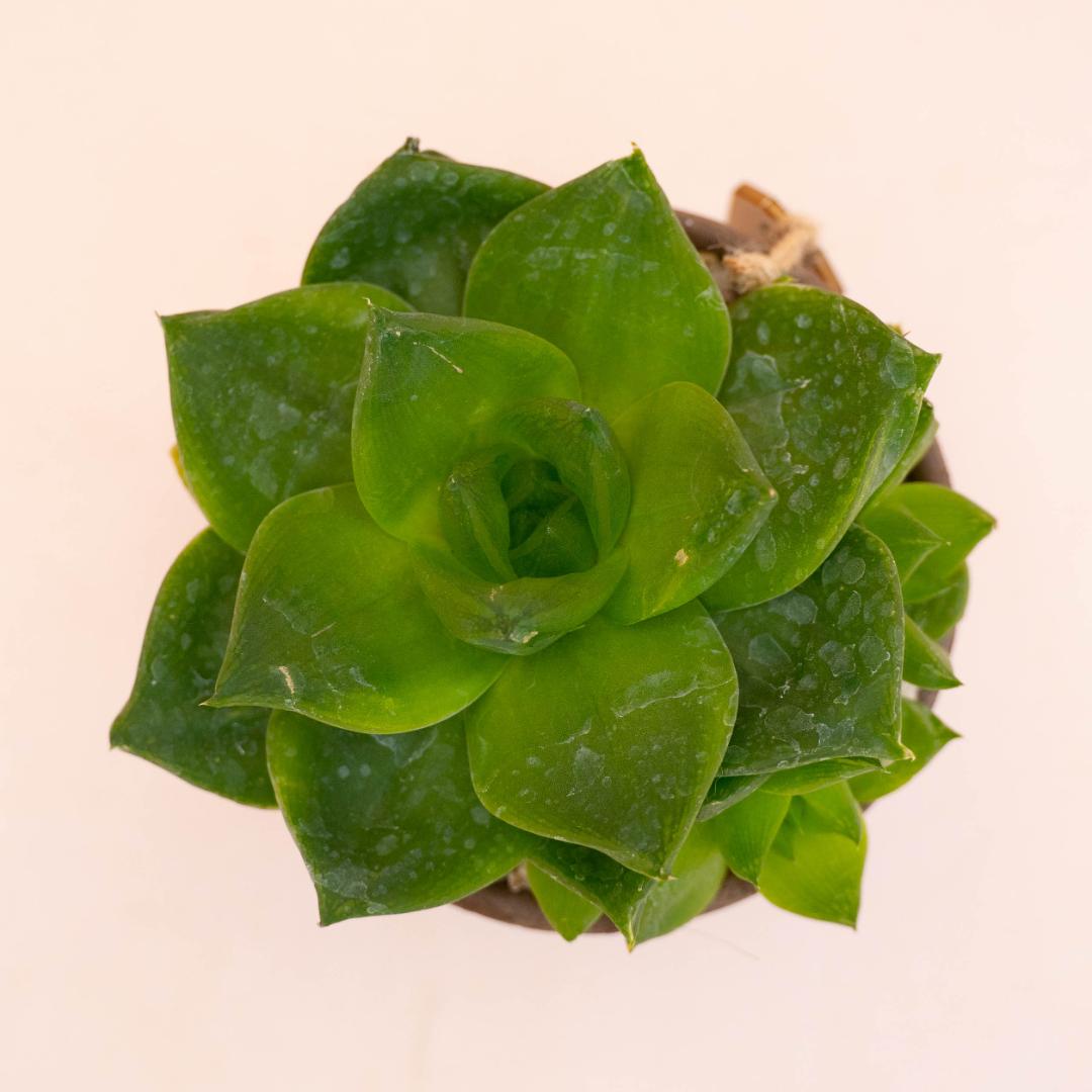 Haworthia cymbiformis - Linea Manera Choco