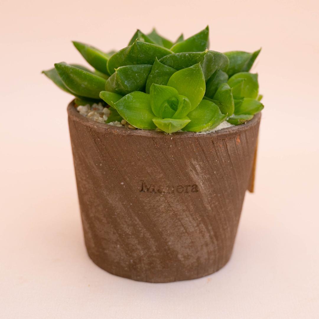 Haworthia cymbiformis - Linea Manera Choco