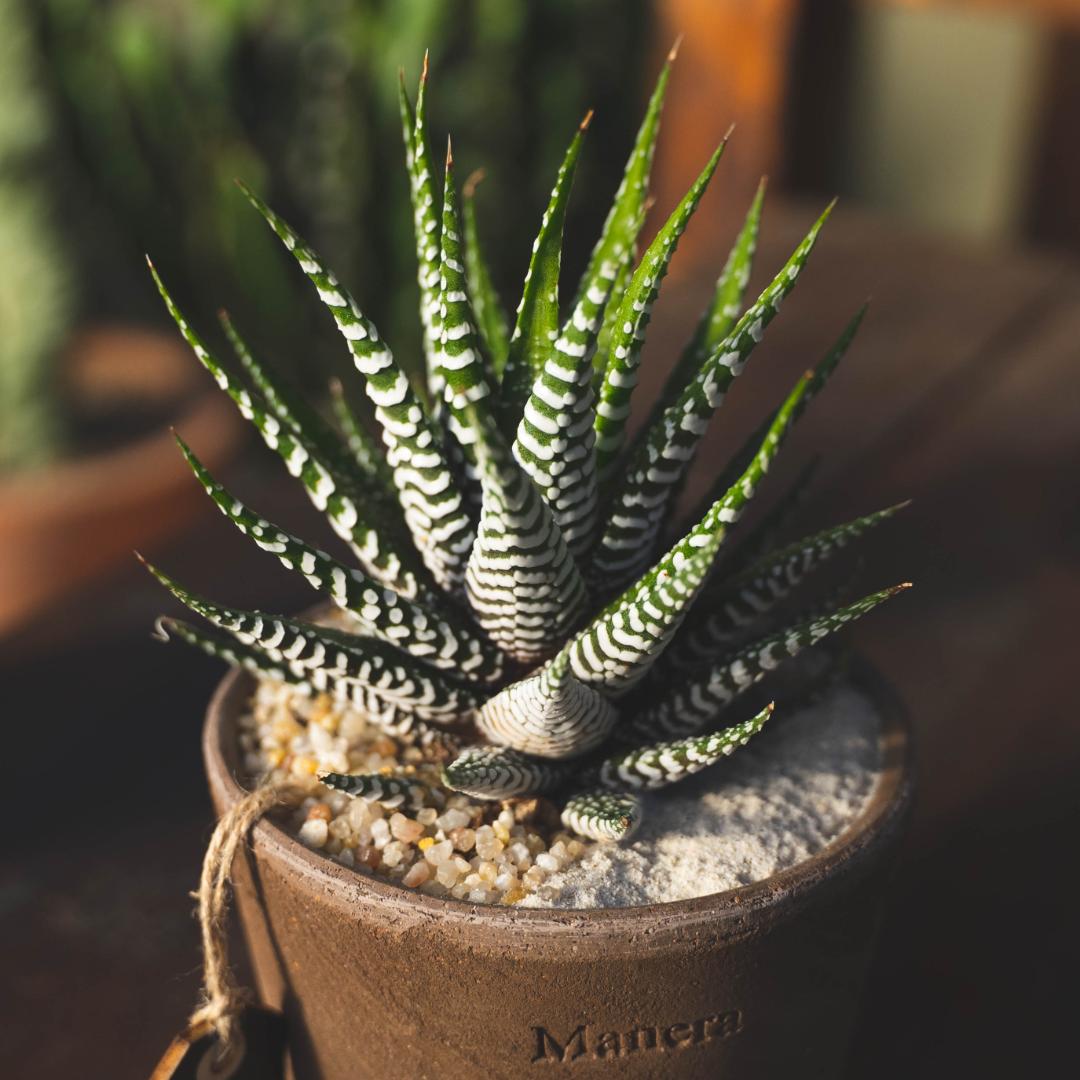 Haworthia fasciata - Linea Manera Choco