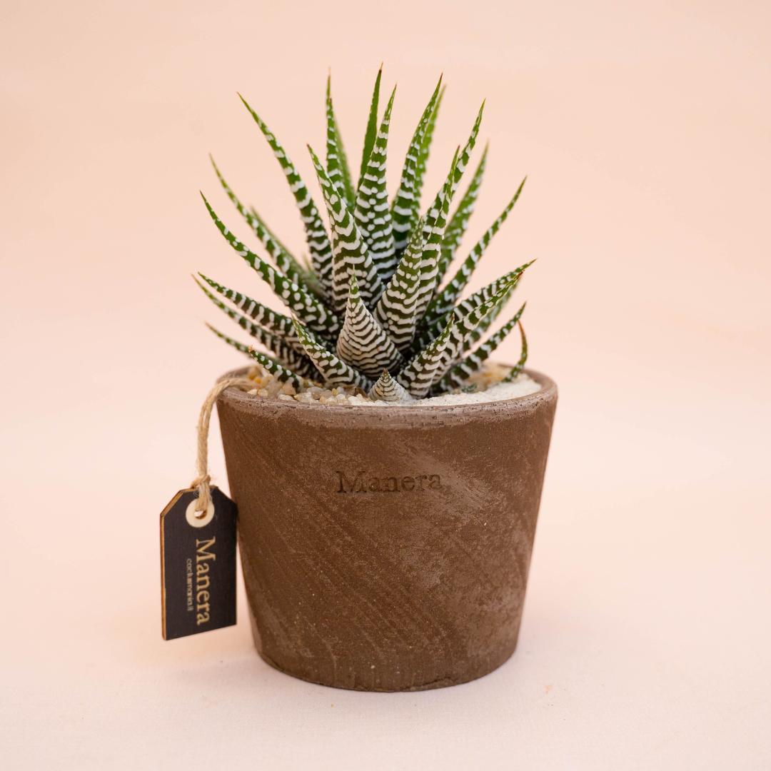 Haworthia fasciata - Linea Manera Choco