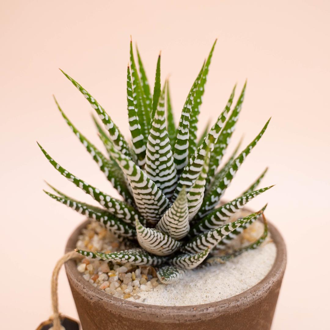 Haworthia fasciata - Linea Manera Choco
