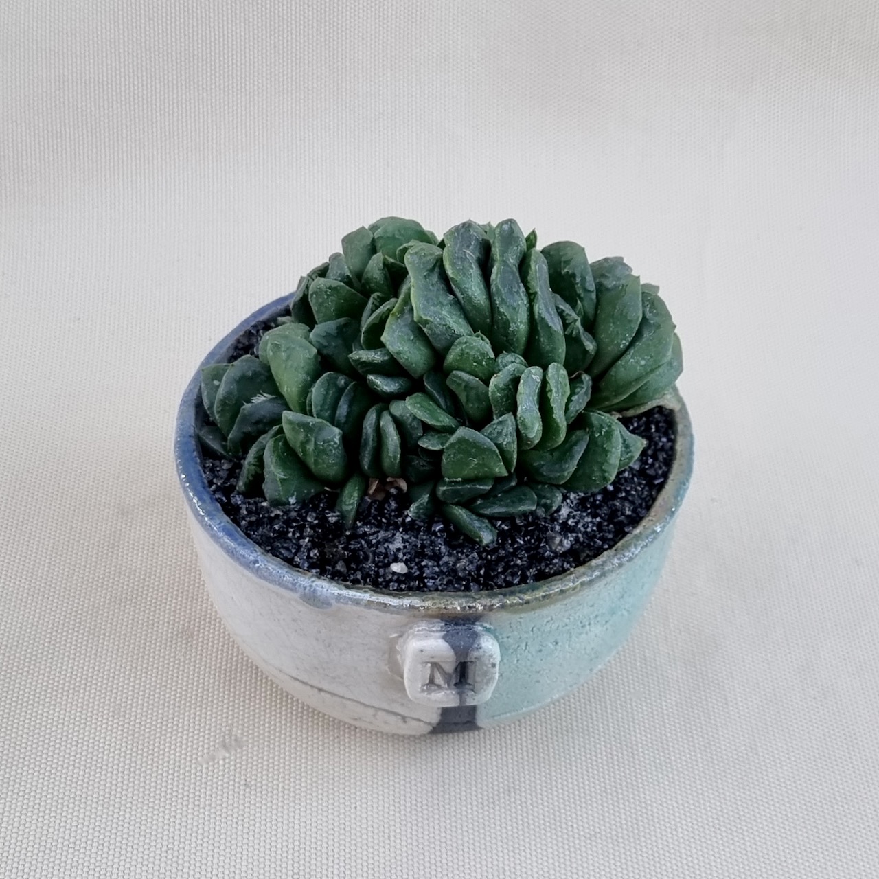 Haworthia truncata x maughanii - immagine 2