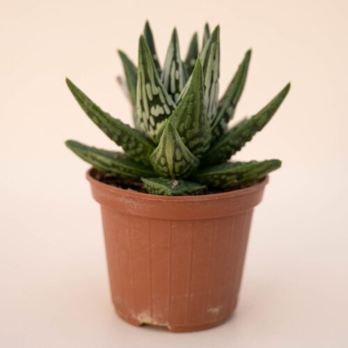 Haworthia pumila cv. Tears of Angels Ø 10 - 629F