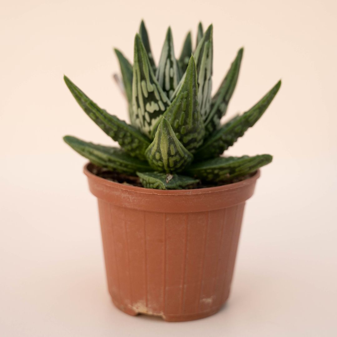 Haworthia pumila cv. Tears of Angels Ø 10 - 629F
