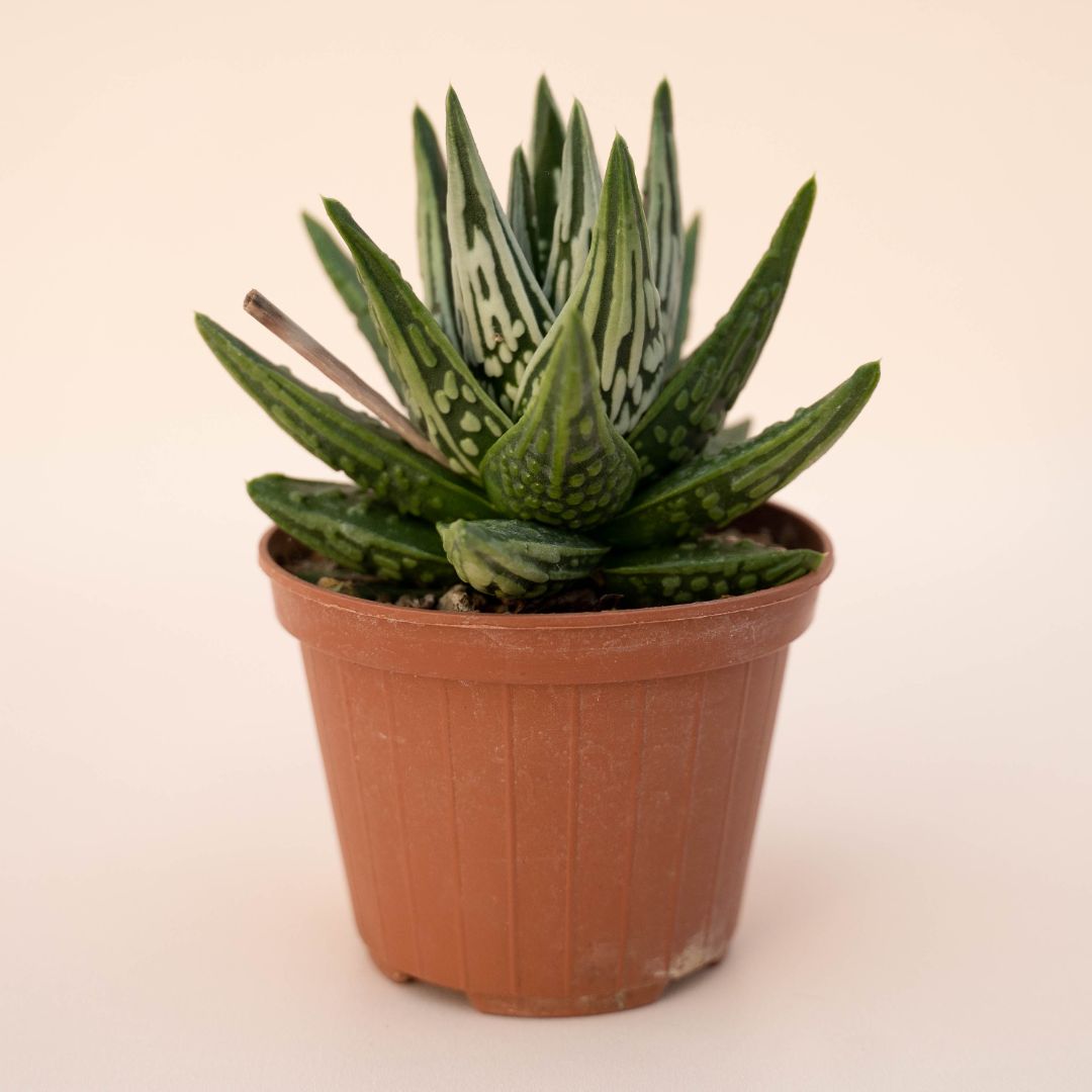 Haworthia pumila cv. Tears of Angels Ø 10 - 629F