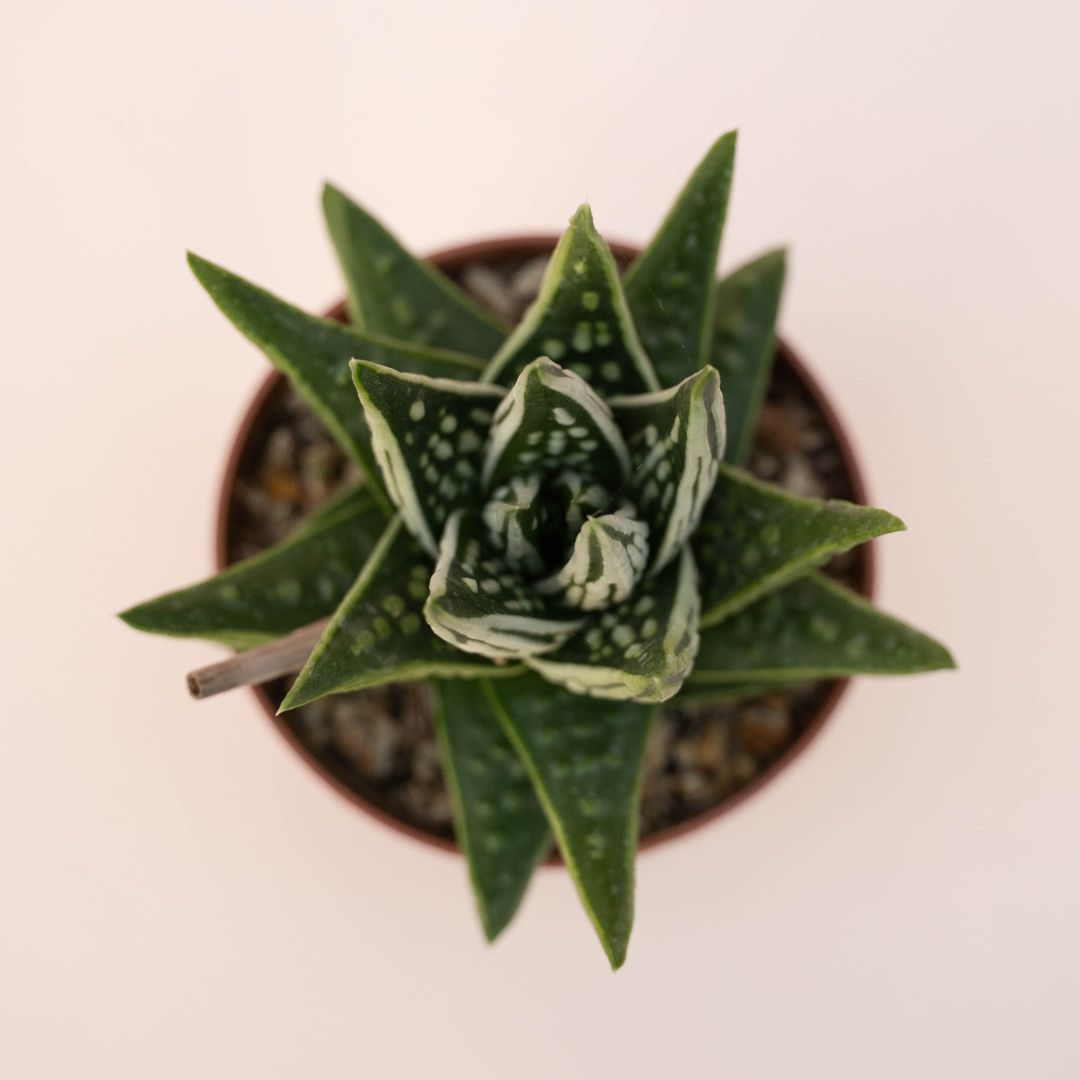 Haworthia pumila cv. Tears of Angels Ø 10 - 629F
