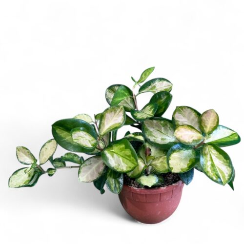 Hoya australis 'Lisa' Ø 14 cm