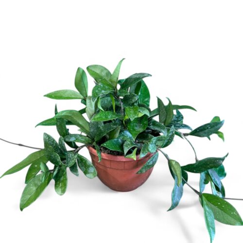 Hoya pubicalyx Ø 14 cm