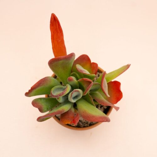 Kalanchoe oricola Ø 10 cm 826F