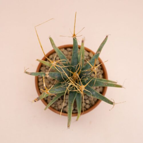 Leuchtenbergia principis Ø 10 cm 831F