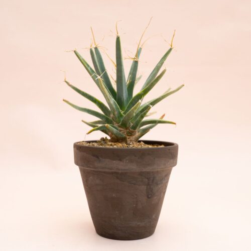 Leuchtenbergia principis Ø 12 cm 832F