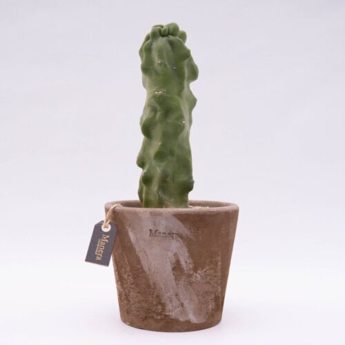 Lophocereus schottii major Linea Manera Choco 1307