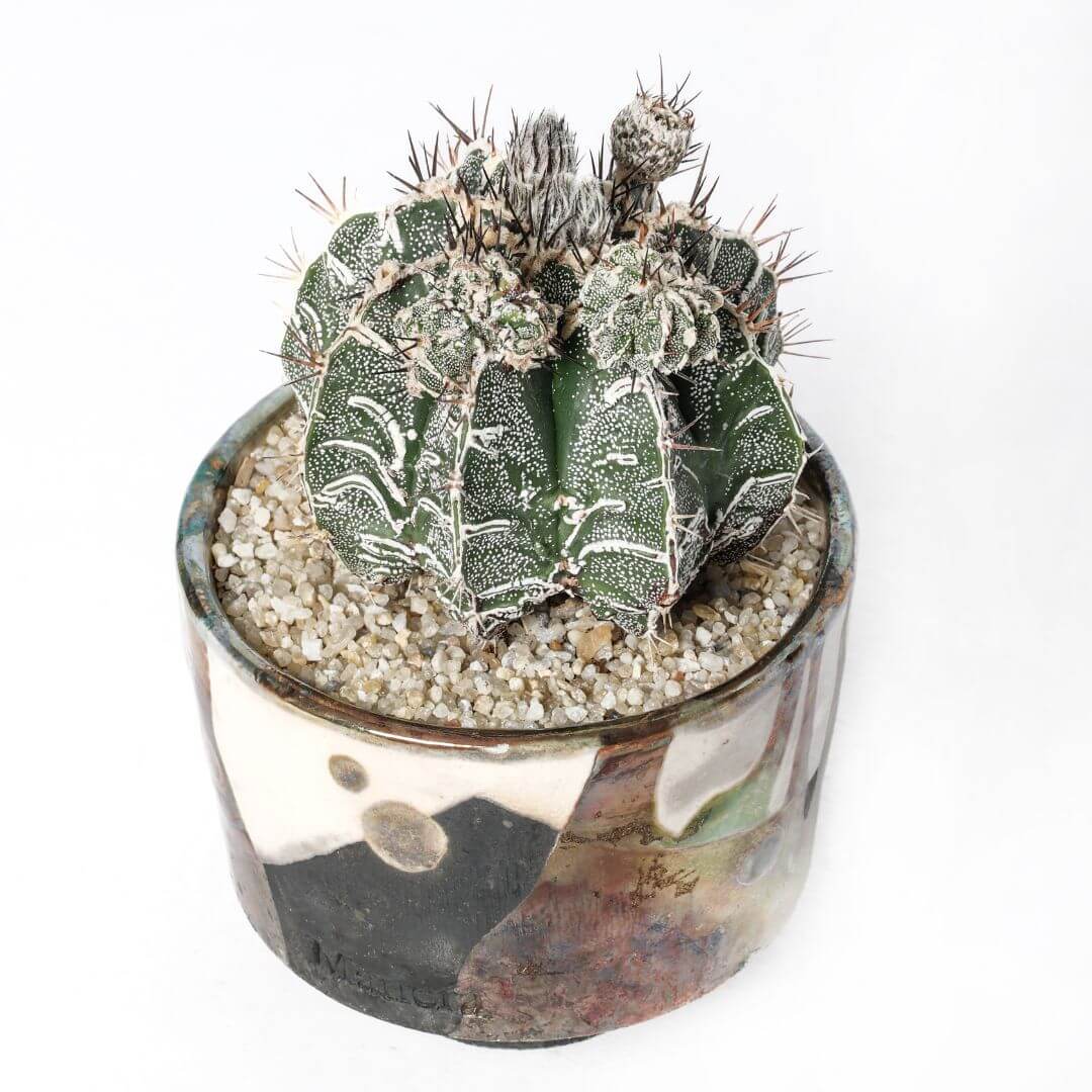 Astrophytum ornatum hybrid