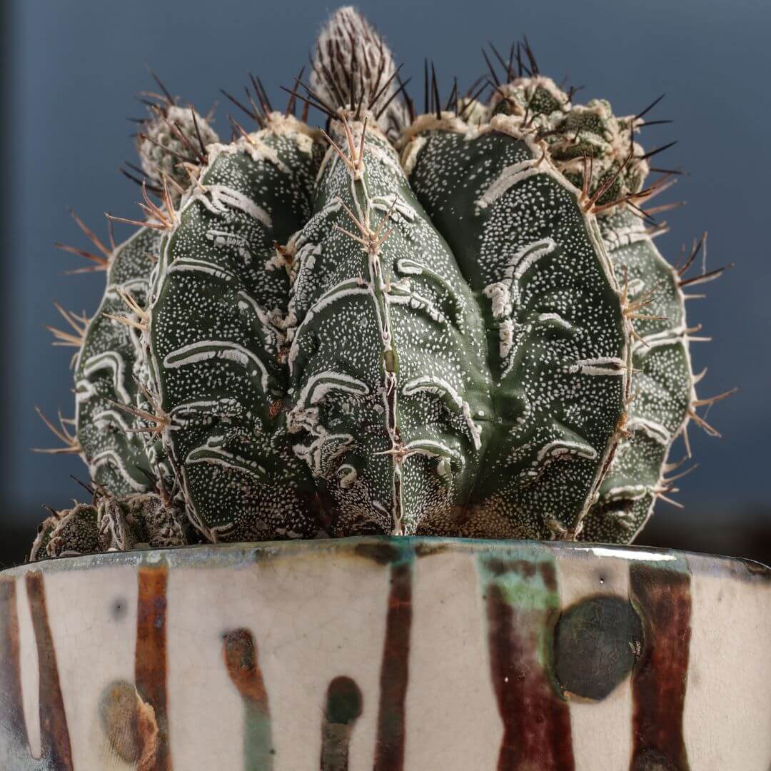 Astrophytum ornatum hybrid