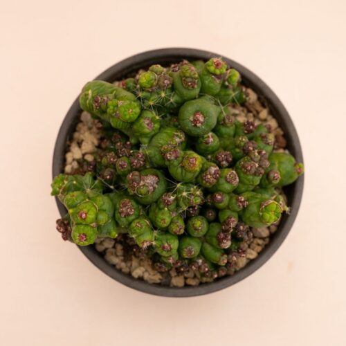 Mammillaria bocasana Fred mostruosa Ø 11 cm 852F