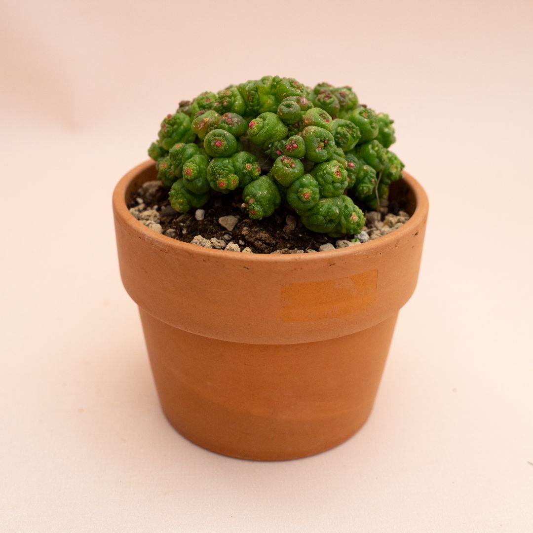 Mammillaria bocasana Fred mostruosa Ø 11 cm 853F