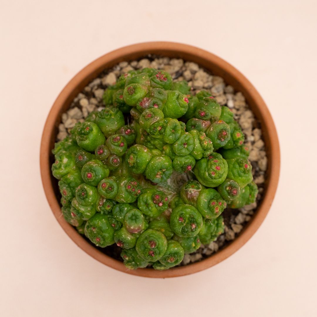 Mammillaria bocasana Fred mostruosa Ø 11 cm 853F