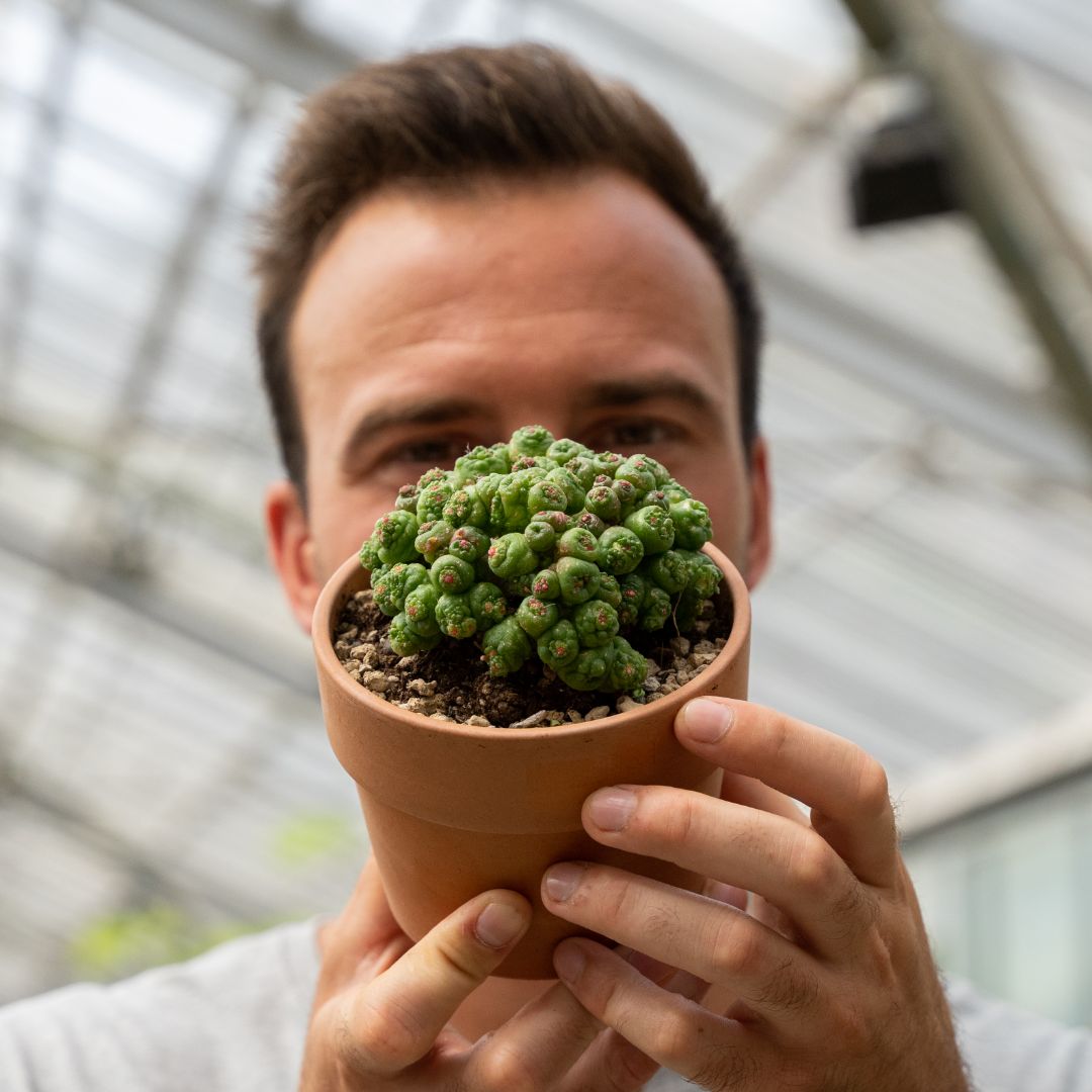 Mammillaria bocasana Fred mostruosa Ø 11 cm 853F