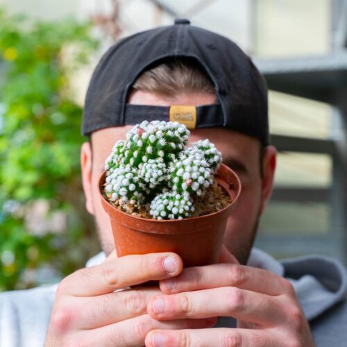 Mammillaria gracilis cv. Oruga Ø 10,5 cm