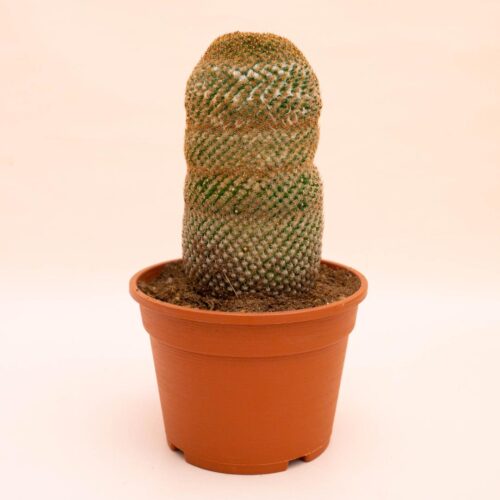 Mammillaria huitzilopochtli Ø 16 cm