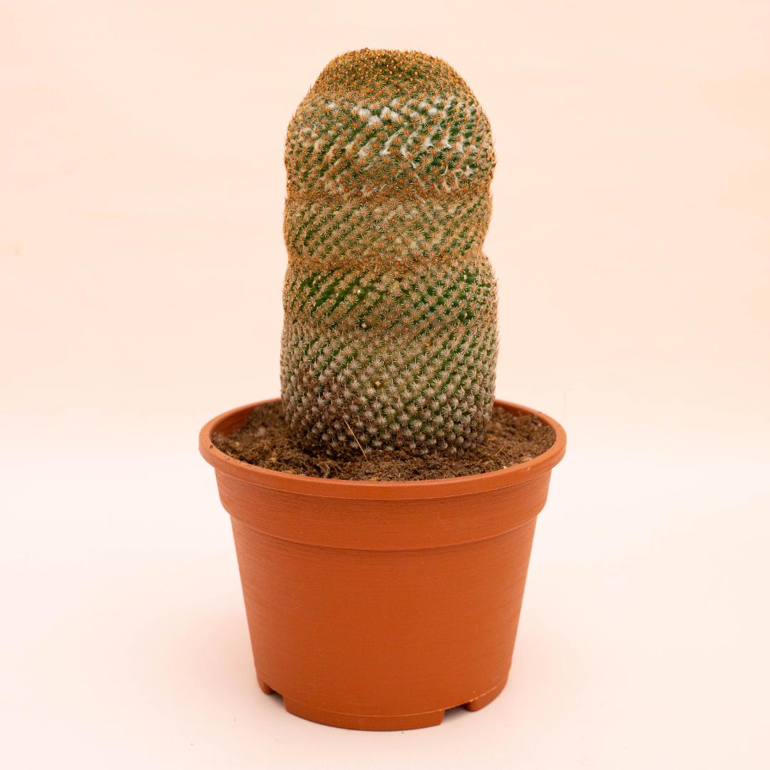 Mammillaria huitzilopochtli Ø 16 cm
