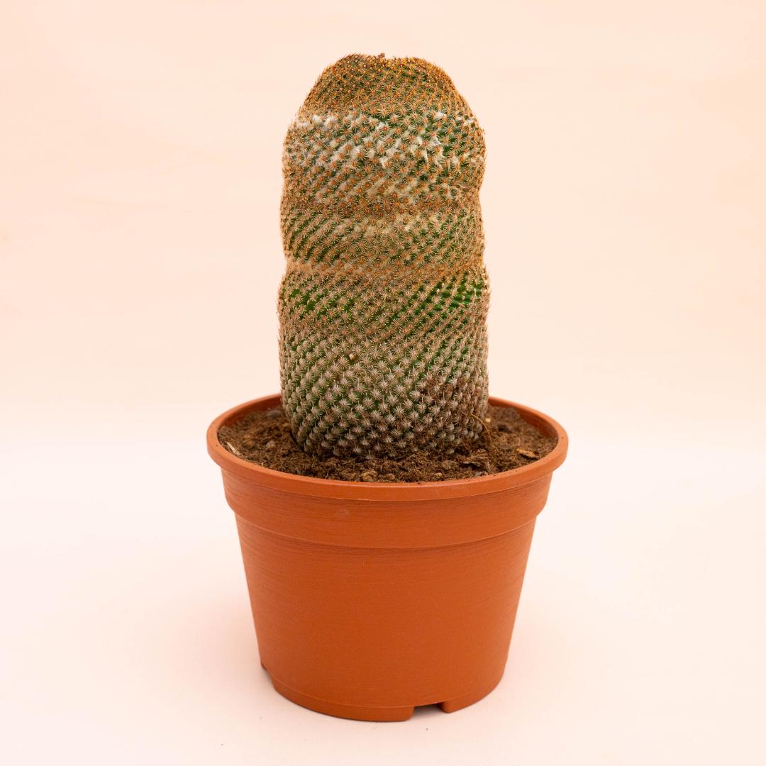 Mammillaria huitzilopochtli Ø 16 cm