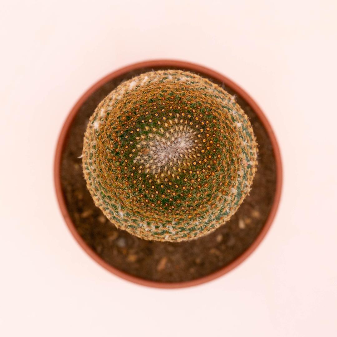 Mammillaria huitzilopochtli Ø 16 cm