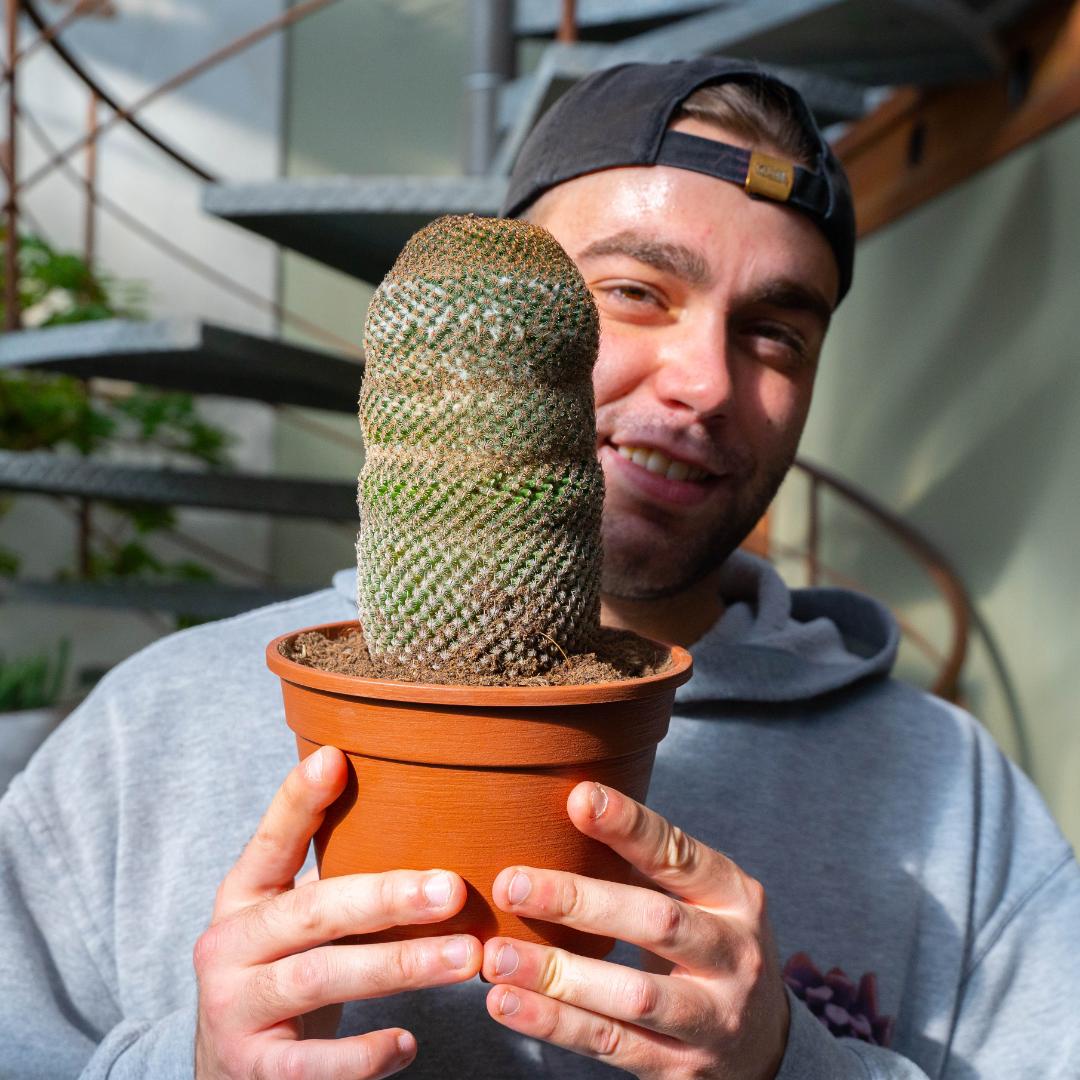 Mammillaria huitzilopochtli Ø 16 cm