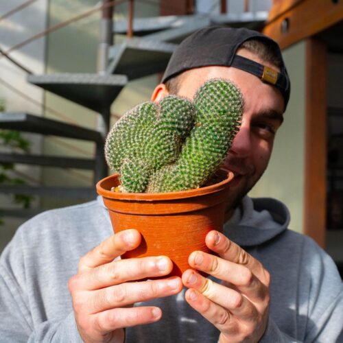 Mammillaria matudae crestata Ø 14 cm