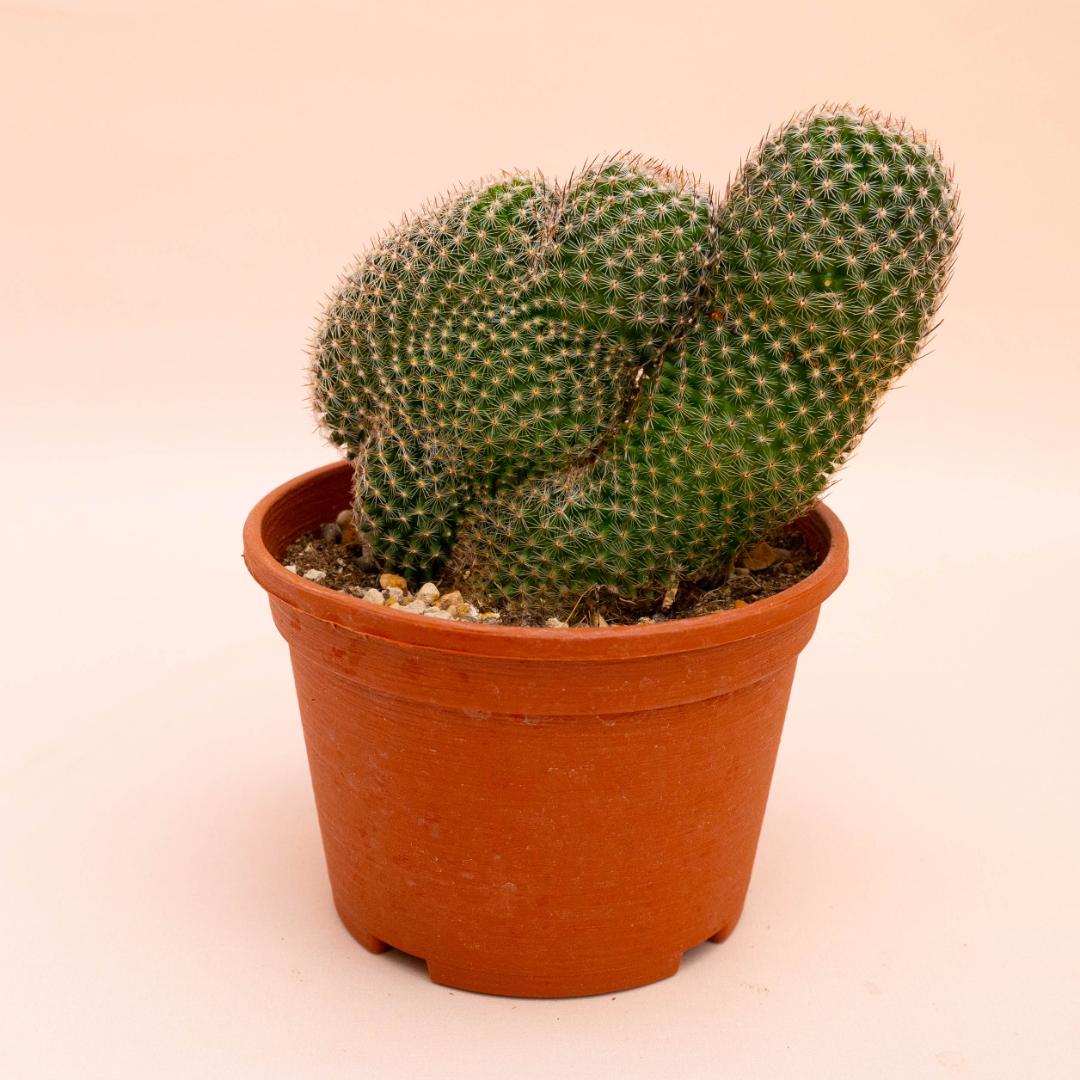 Mammillaria matudae crestata Ø 14 cm