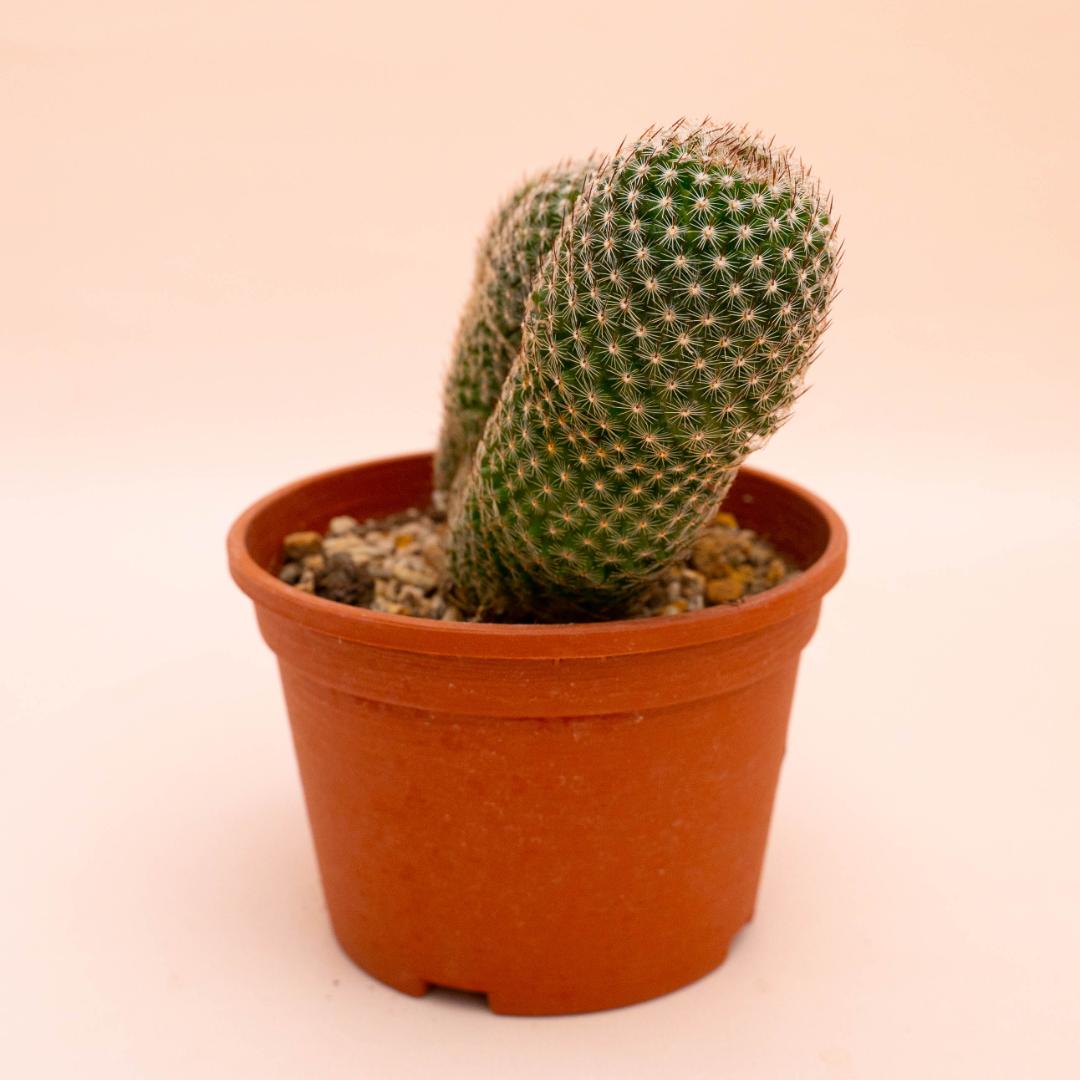 Mammillaria matudae crestata Ø 14 cm