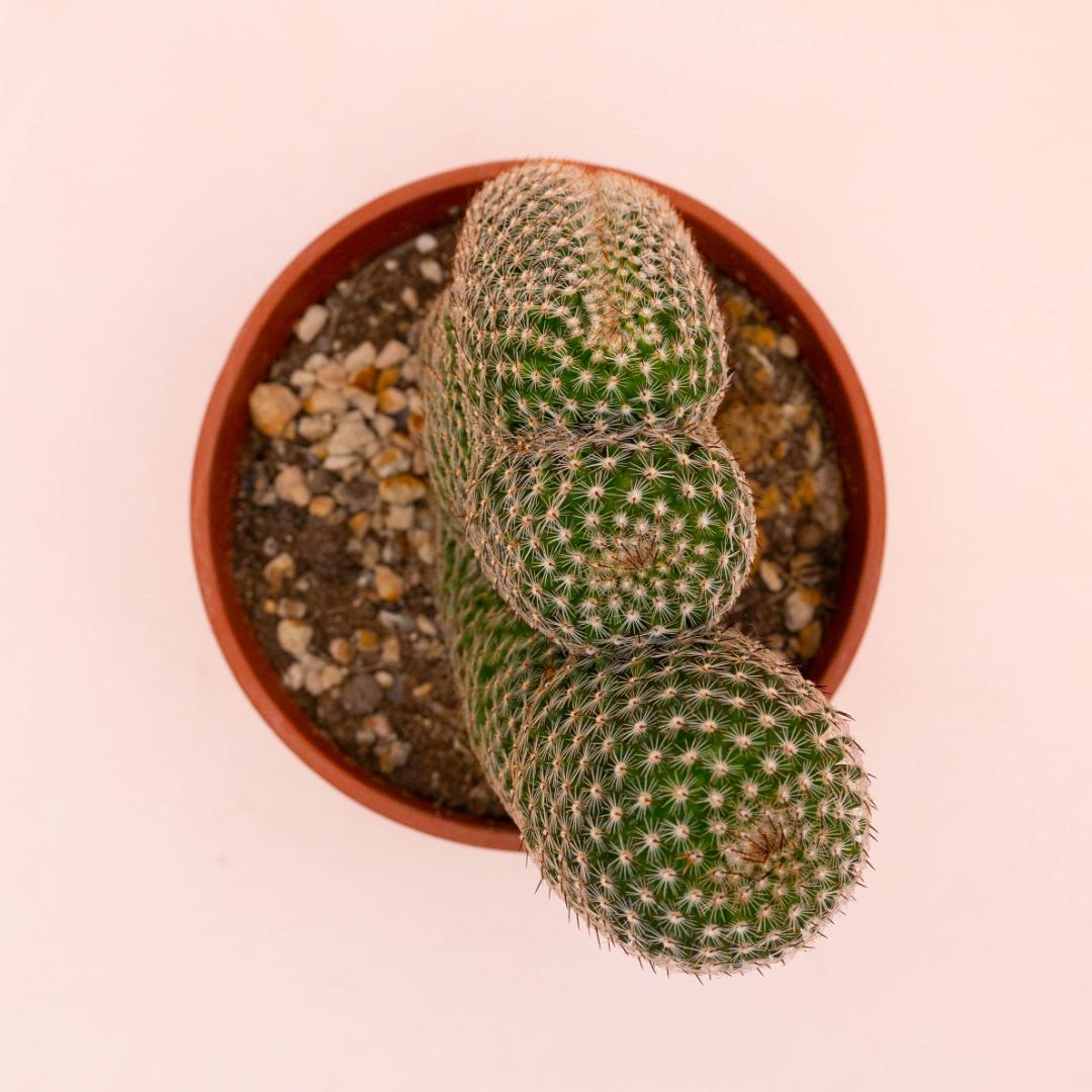 Mammillaria matudae crestata Ø 14 cm