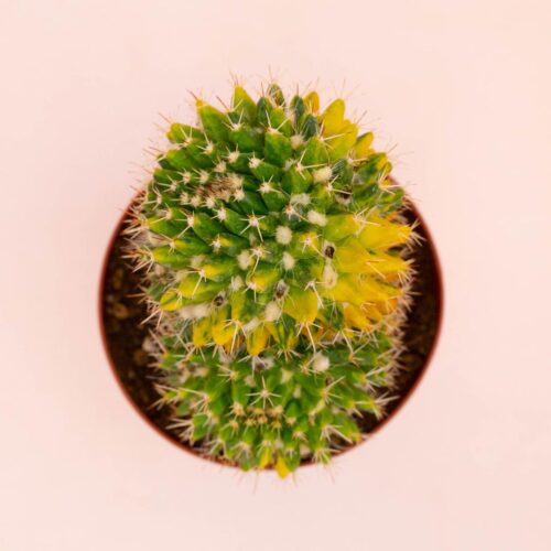 Mammillaria nejapensis variegata Ø 12 cm