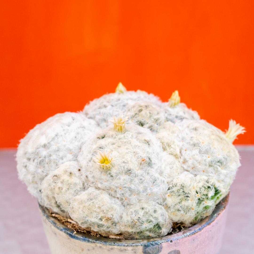 Mammillaria plumosa