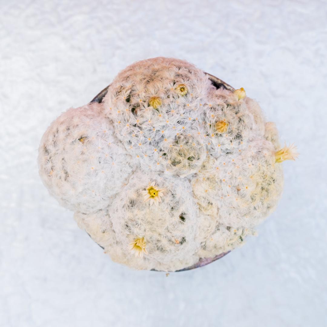 Mammillaria plumosa