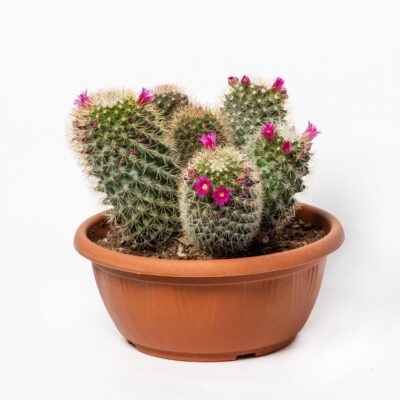 Mammillaria spinosissima Ø 20 cm