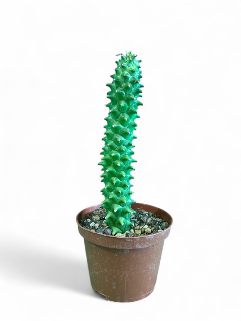 Monadenium schubei Ø 10,5 cm