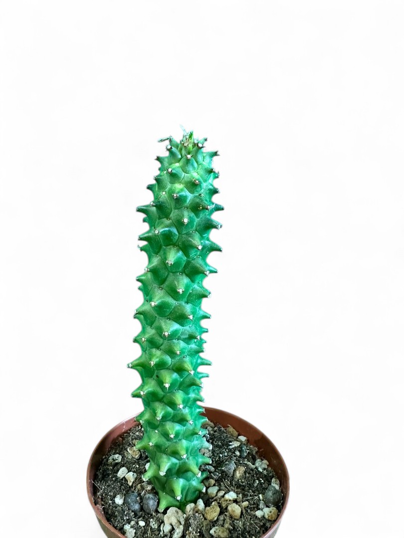Monadenium schubei Ø 10,5 cm