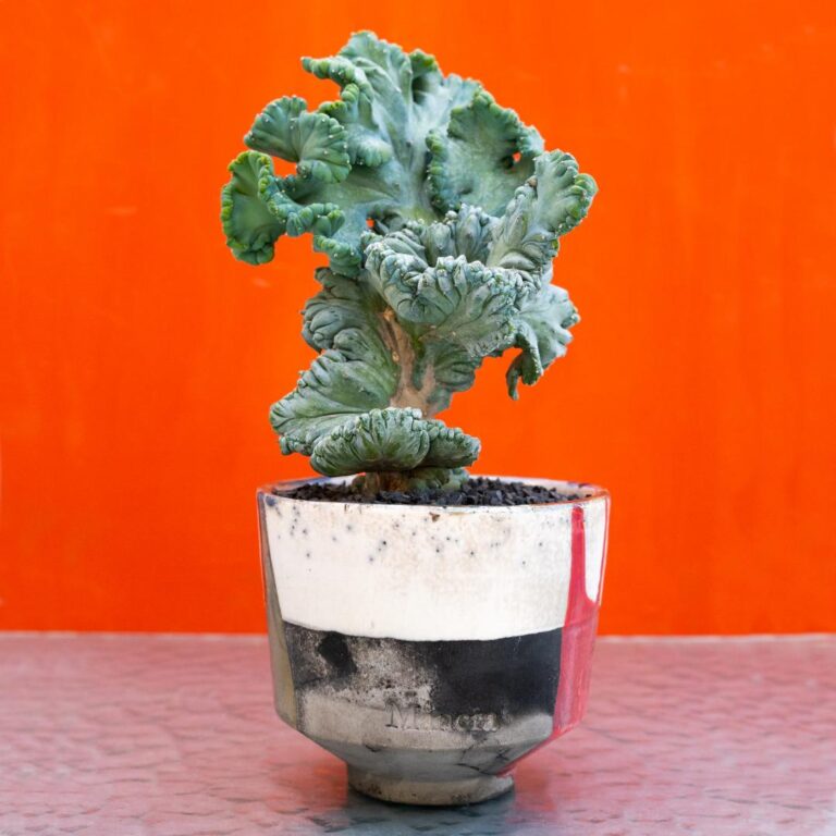 Myrtillocactus geometrizans crestato f. minor