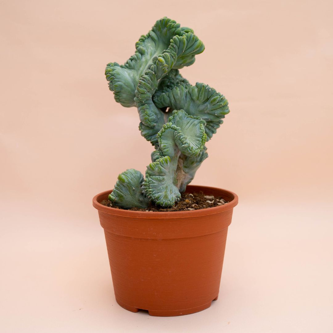 Myrtillocactus geometrizans crestato f. minor Ø 18 cm 769F