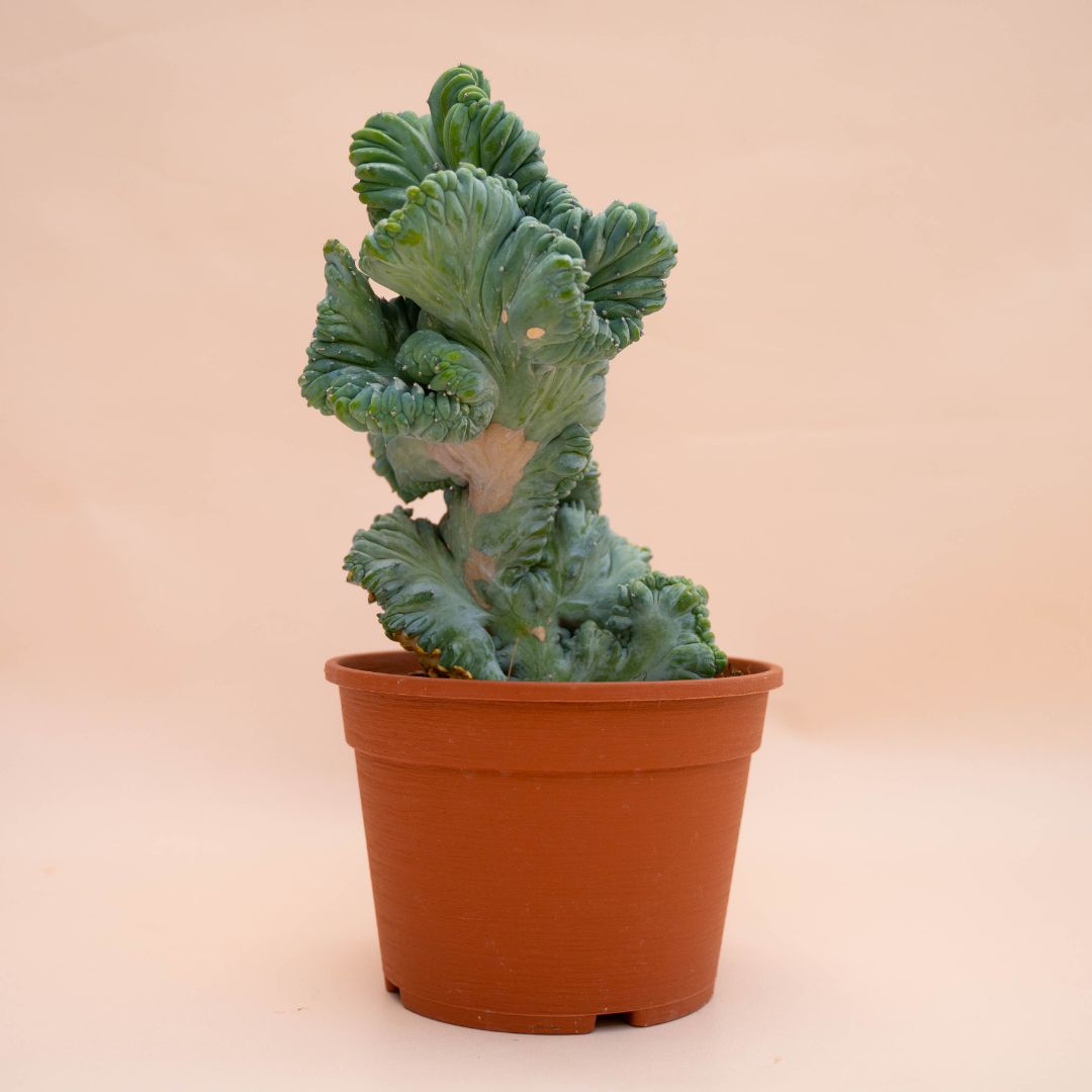 Myrtillocactus geometrizans crestato f. minor Ø 18 cm 769F